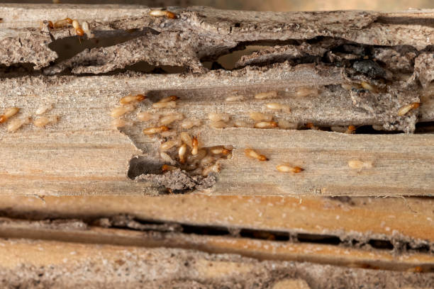 Best Mosquito Control Services  in Ashaway, RI